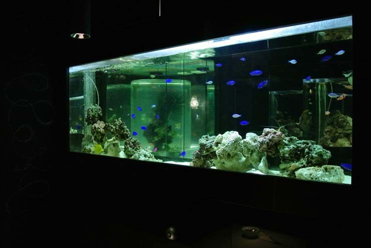 暗い室内に設置された青い海水魚が泳ぐ大型水槽