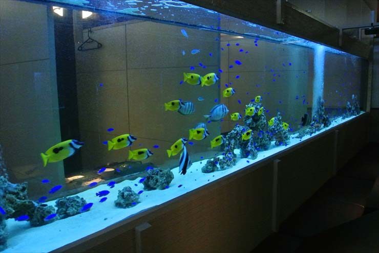 黄色い海水魚が泳ぐ横長の大型海水魚水槽