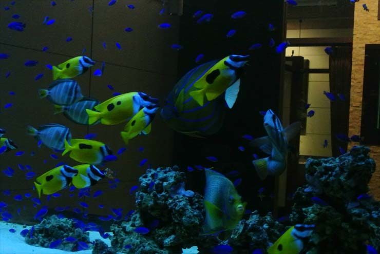 岩組の海水魚水槽を泳ぐ黄色い魚と青い小魚の群れ