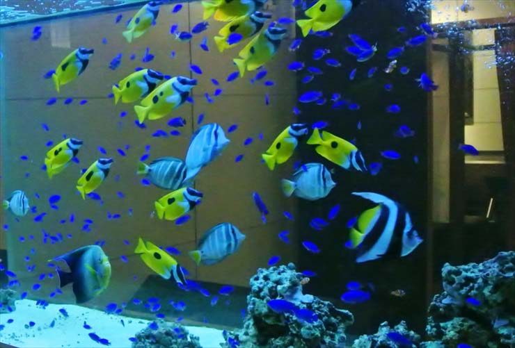 海水魚水槽を泳ぐ黄色い魚と青い小魚の群れ