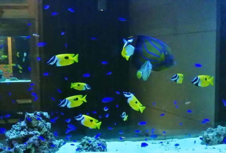 海水魚水槽を泳ぐ黄色い魚と青い小型魚の群れ