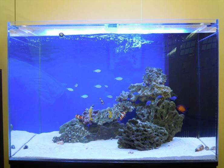 青い背景と白い砂に岩を組んだ海水魚水槽の全景