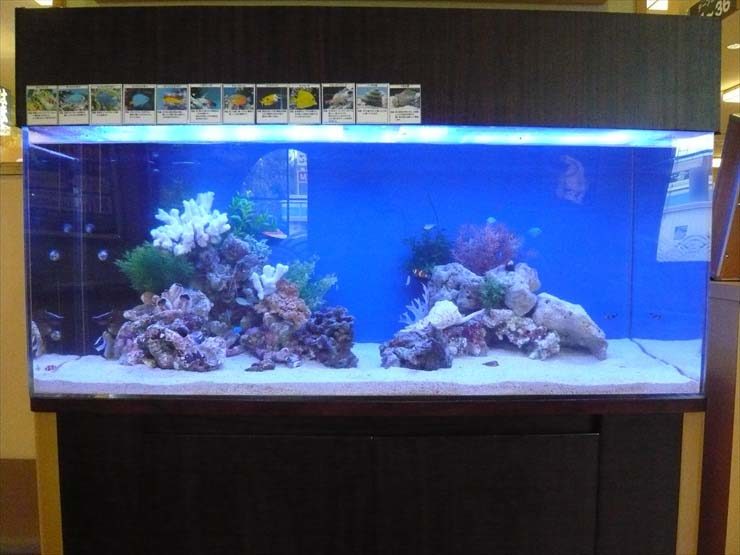 サンゴ岩と海水魚が泳ぐ青い背景の大型海水水槽