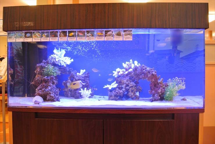 青い背景に岩とサンゴを配置した大型海水魚水槽