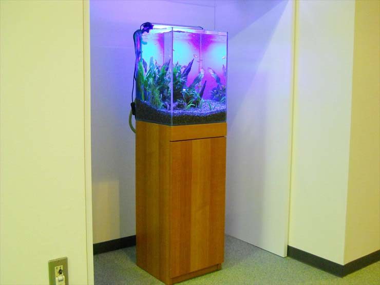 木製台に設置された青い照明の水草水槽