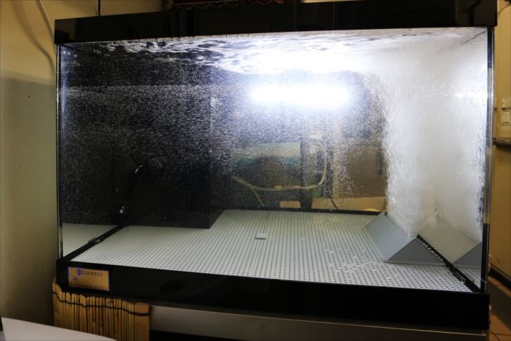 大量の気泡が噴き出す水槽内のエアレーション装置