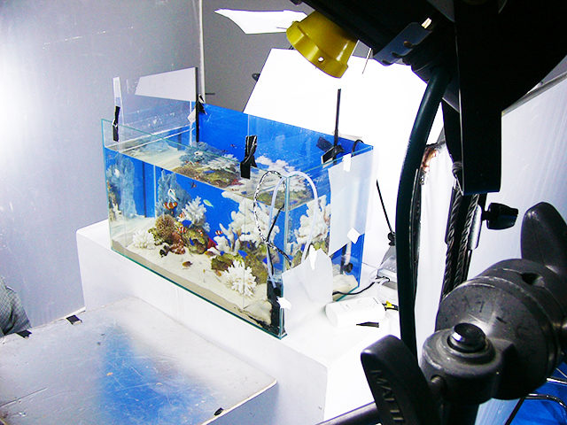 照明機材に囲まれたスタジオ内の海水魚水槽