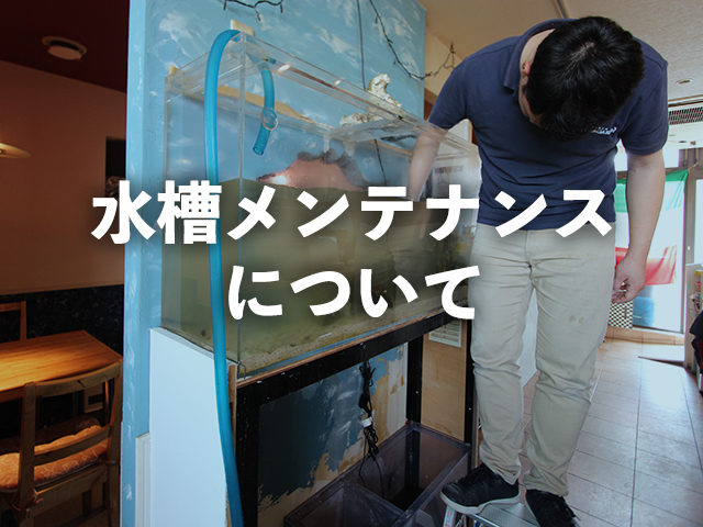 水槽メンテナンスについての文字が入った見出し画像