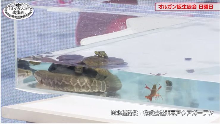アクリル水槽内の大型魚とザリガニとカメの展示風景