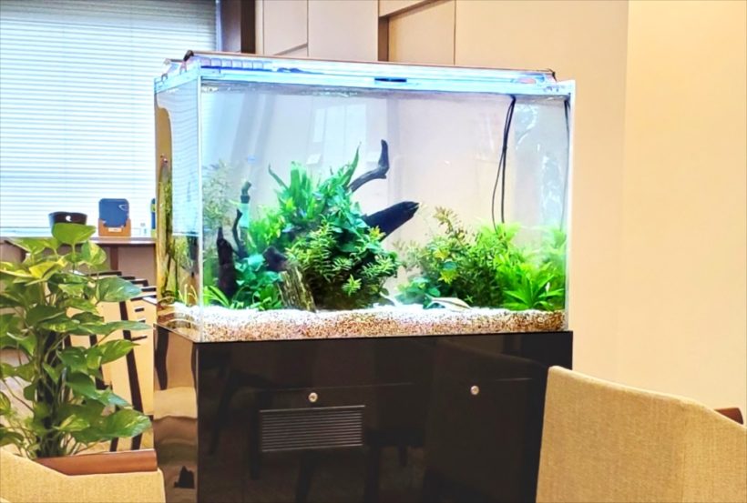 流木と水草を配置した黒い台座の熱帯魚水槽