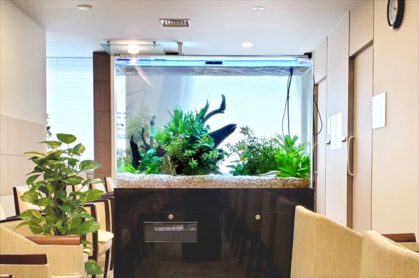 待合室に設置された水草と流木が並ぶ大型淡水魚水槽