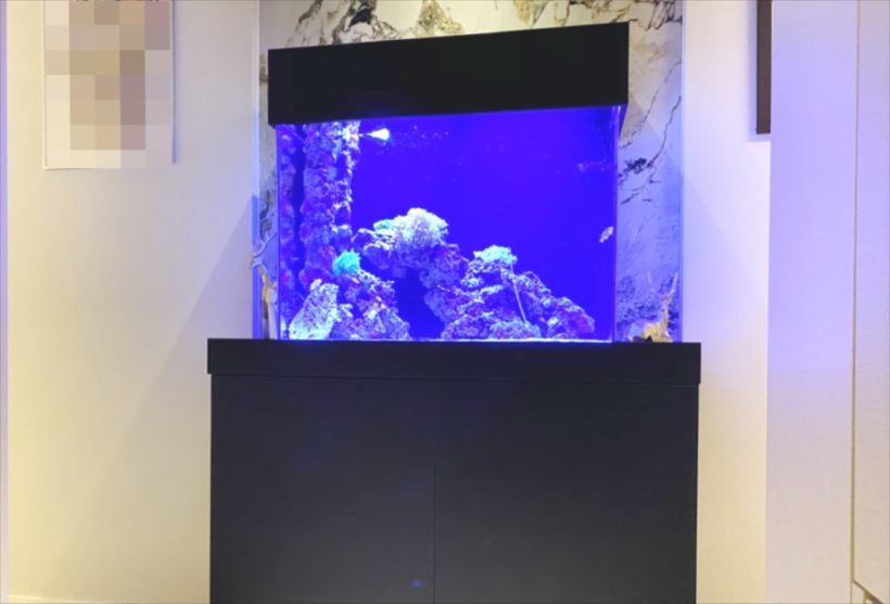 青い照明が灯る黒い水槽台付きの海水魚水槽