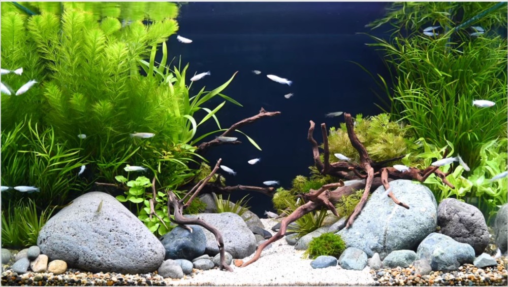 メダカ水槽