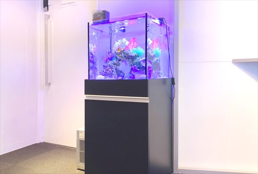 新宿オフィス　45cm・120cm海水魚水槽 レンタル事例　その後
