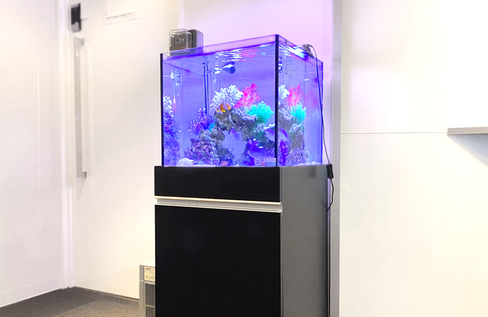 新宿オフィス 45cm・120cm海水魚水槽 レンタル事例 その後のサムネイル画像