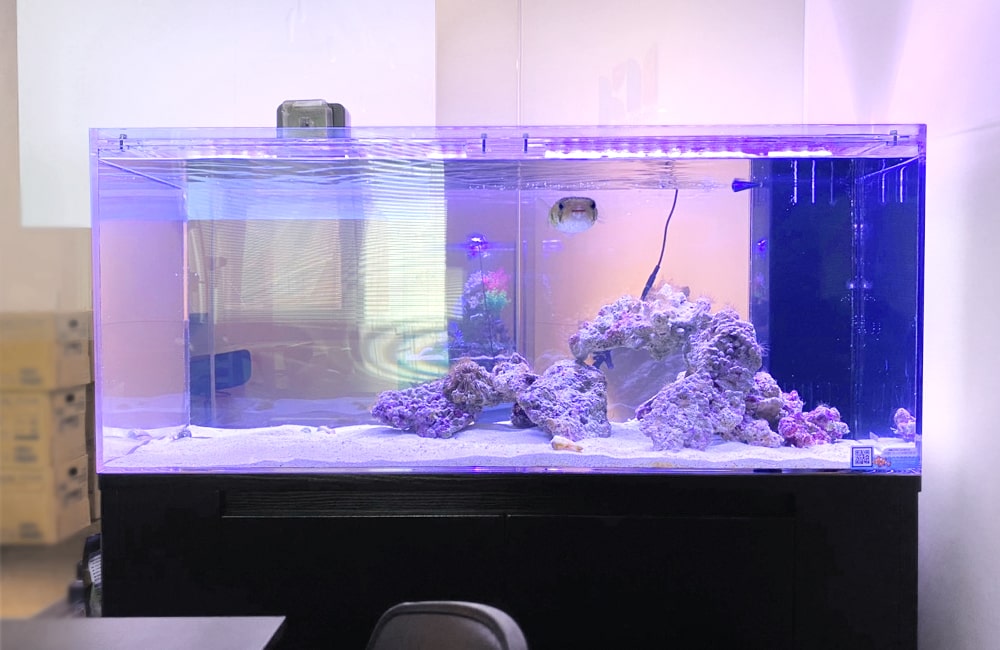 青い照明の海水魚水槽とライブロックのレイアウト