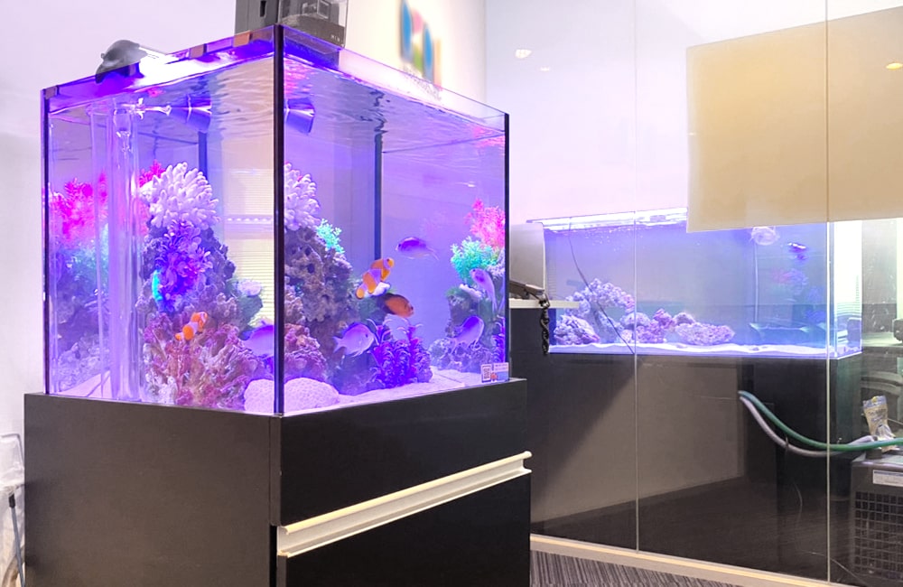 青い照明の海水魚水槽と並ぶ大型水槽の設置風景