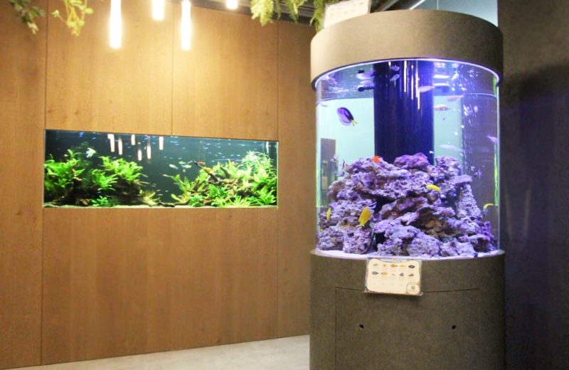 オフィス 円柱海水魚水槽・大型淡水魚水槽を設置 水槽販売事例 水槽画像3