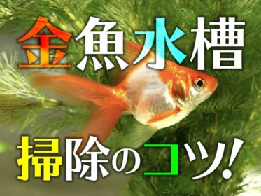 金魚の水槽掃除方法!フィルターや砂利など、清潔な水槽で病気を防ごう!