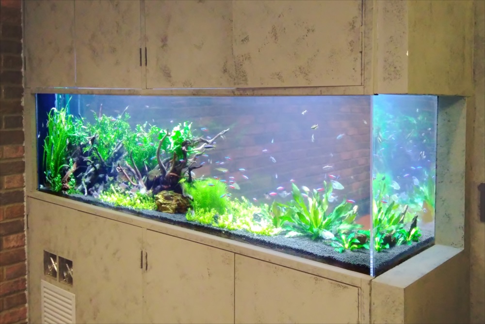 渋谷区　オフィス　大型淡水魚水槽　リース事例　その後のサムネイル画像