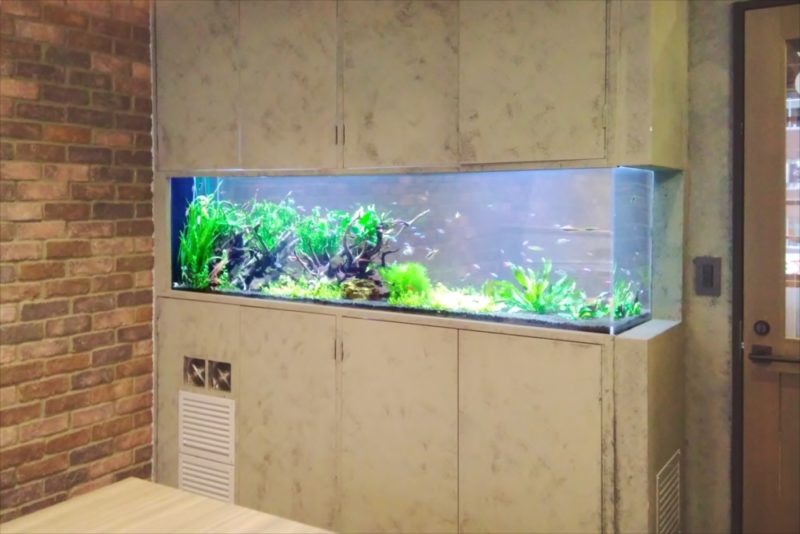 渋谷区 オフィス 大型淡水魚水槽 リース事例 その後 水槽画像5