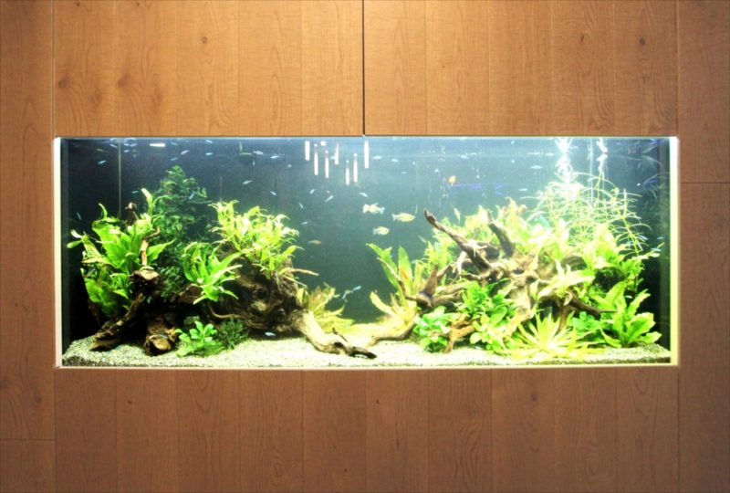 オフィス 円柱海水魚水槽・大型淡水魚水槽を設置 水槽販売事例 水槽画像4