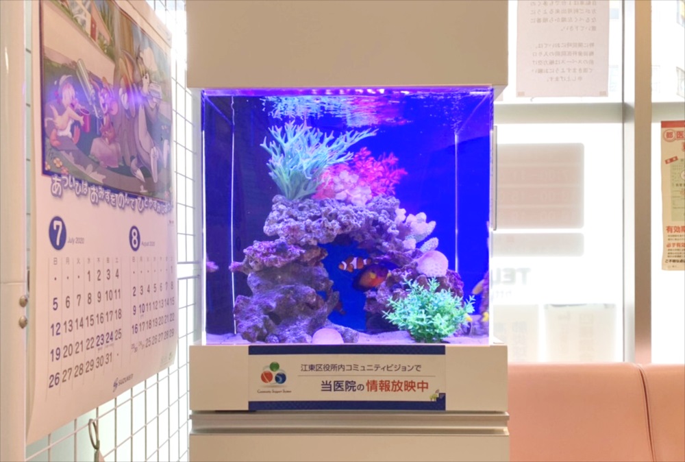 青い照明の海水魚水槽とカクレクマノミの仲間