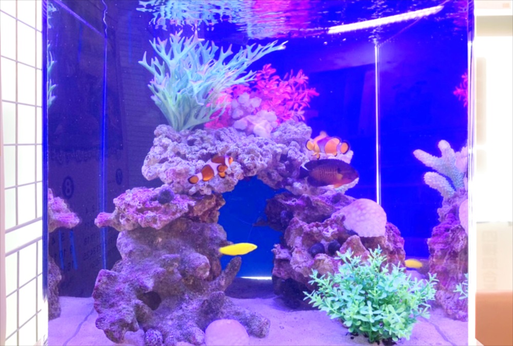 青い照明の海水魚水槽と泳ぐクマノミや黄色い熱帯魚