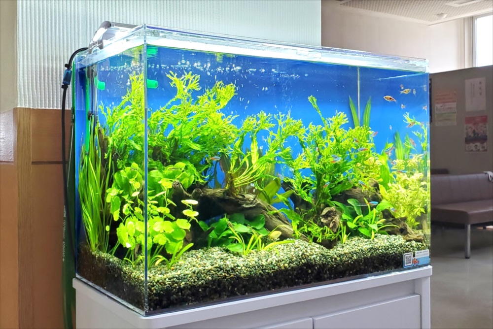 青い背景に水草と流木を配置した熱帯魚水槽の全景