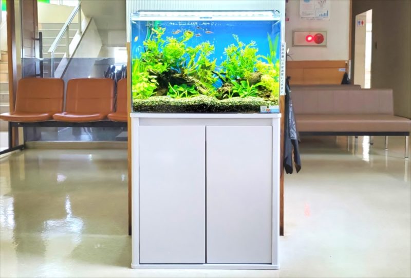 急病センター 待合室 60cm淡水魚水槽 レンタル事例 水槽画像3