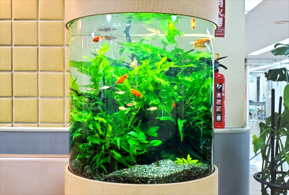 水草が茂る円柱水槽内を泳ぐ熱帯魚と小型カラシン類