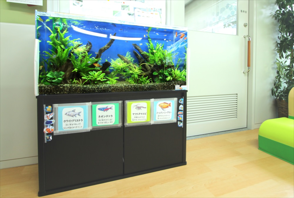 港区保育園　90cm淡水魚水槽 レンタル事例のサムネイル画像