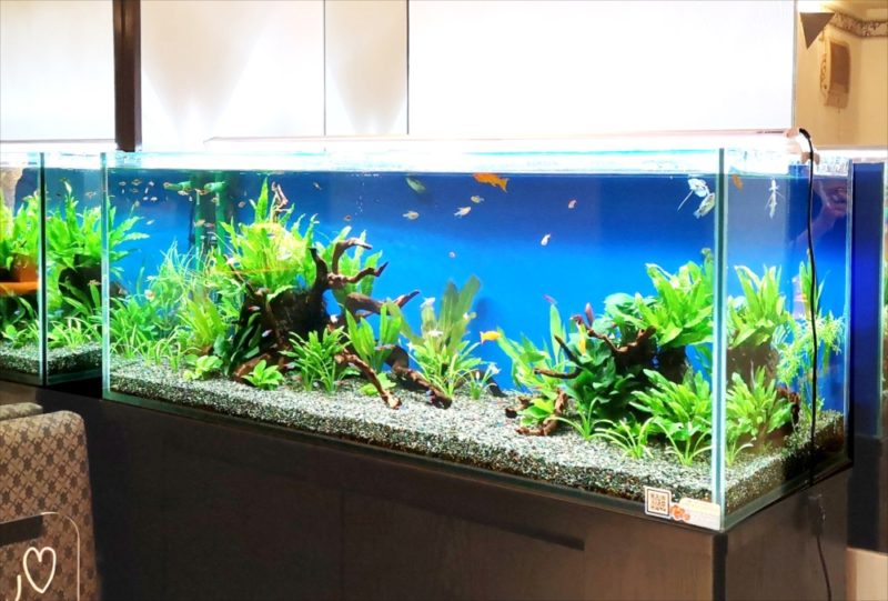 飲食店 120cm淡水魚水槽 レンタル事例 吉祥寺 水槽画像2