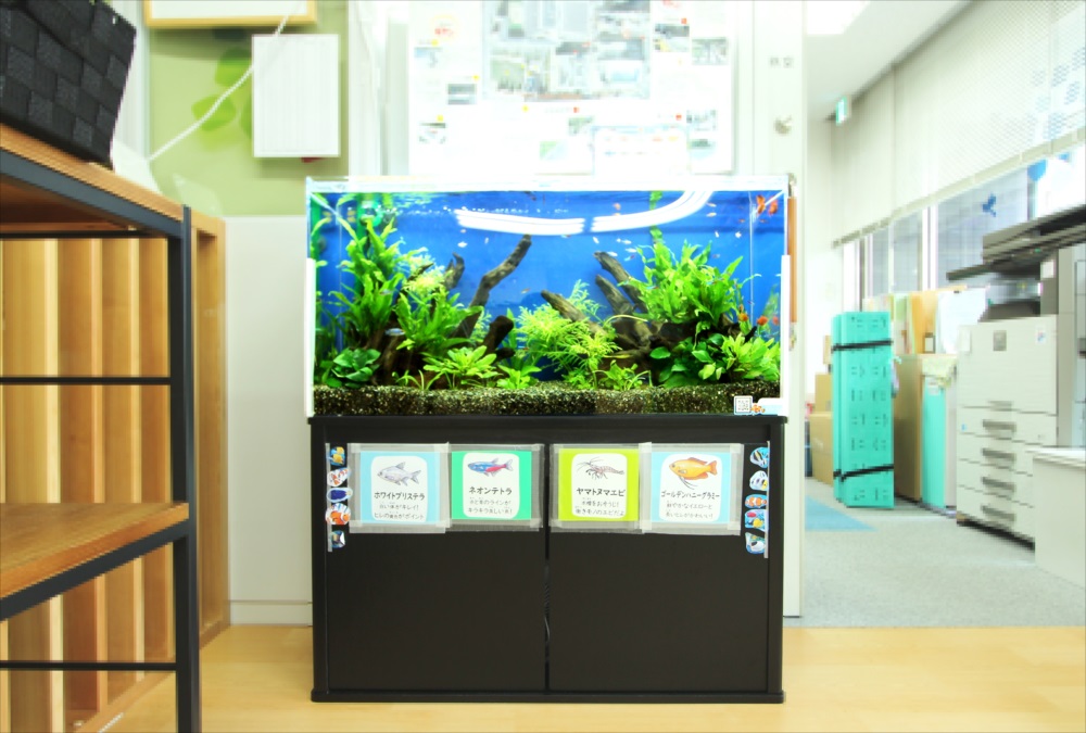 水草と流木を配置した青い背景の熱帯魚水槽と黒い水槽台
