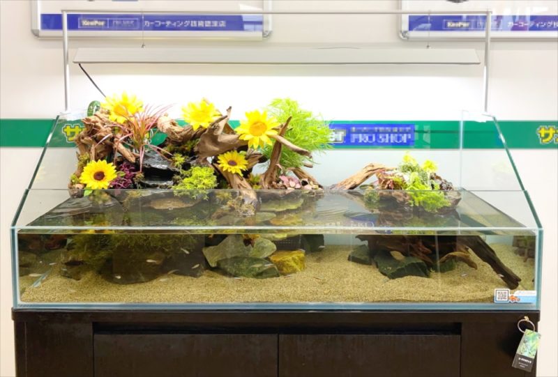 ひまわりが咲く!華やかなアクアテラリウム 水槽レンタル事例 水槽画像2