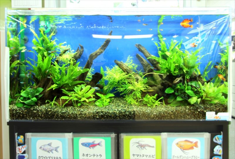 港区保育園 90cm淡水魚水槽 レンタル事例 水槽画像3