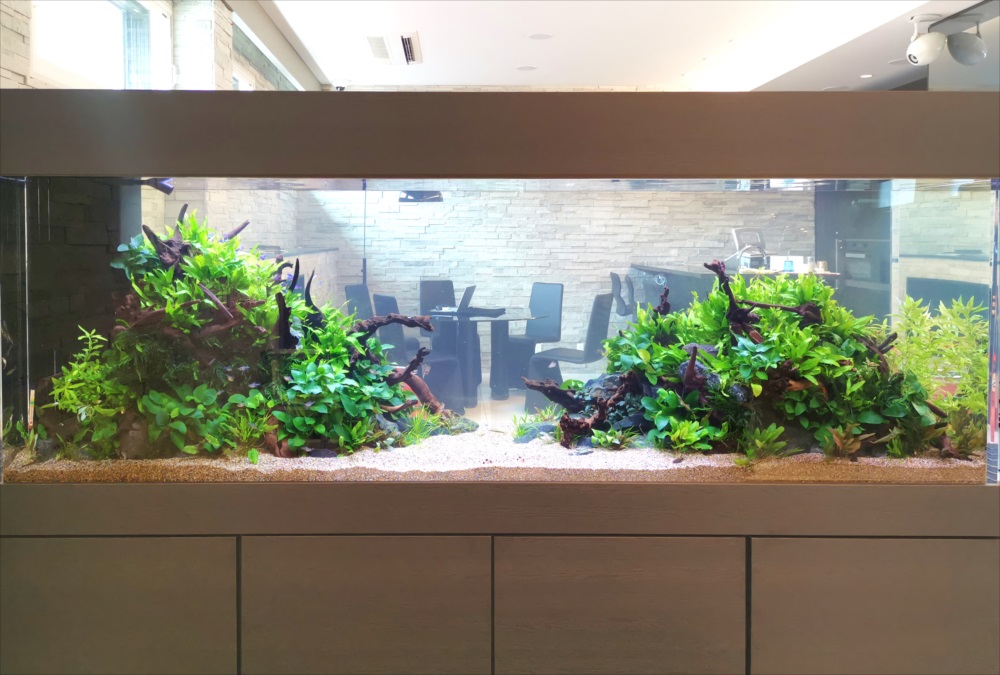 流木と水草を左右に配置した大型の淡水魚水槽レイアウト
