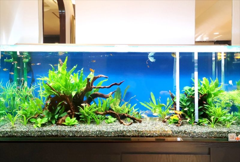 飲食店 120cm淡水魚水槽 レンタル事例 吉祥寺 水槽画像4