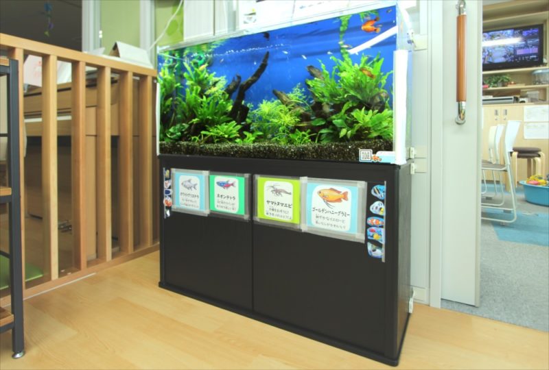 港区保育園 90cm淡水魚水槽 レンタル事例 水槽画像4