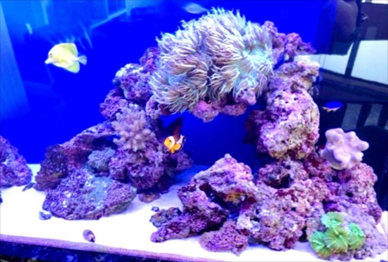 幻想的なサンゴ水槽 港区オフィス事務所に設置 水槽レンタル事例 水槽画像5