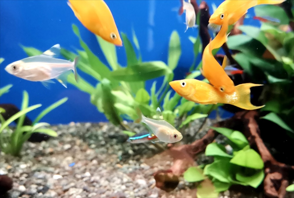 水草水槽を泳ぐ黄色い熱帯魚とネオンテトラの仲間