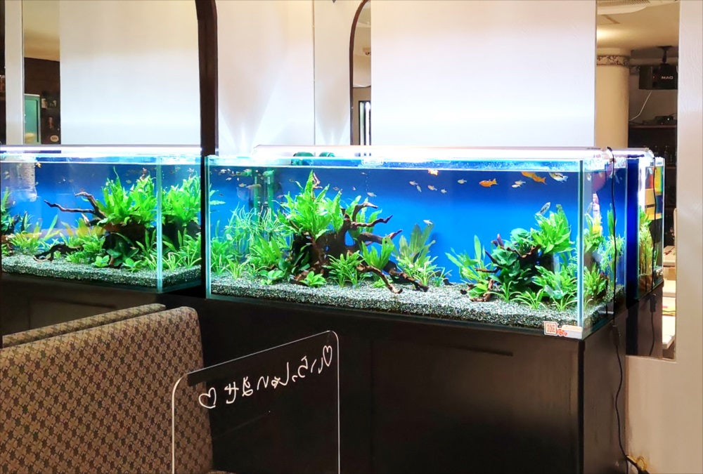 流木と水草を配置した青い背景の大型淡水魚水槽