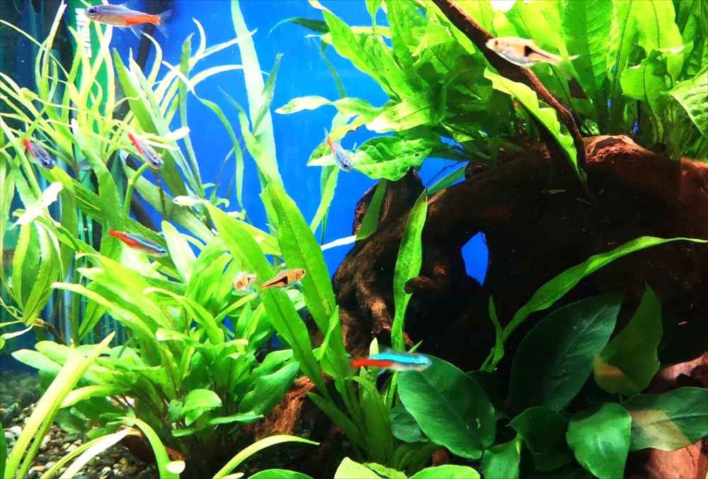 水草と流木の間を泳ぐネオンテトラの仲間と小型熱帯魚
