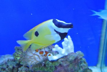 青い背景の水槽を泳ぐ黄色い海水魚とライブロック