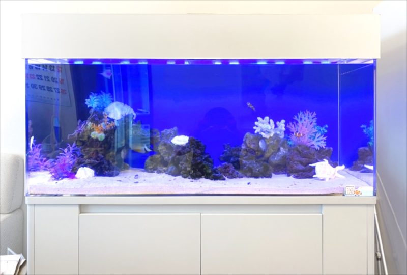オフィスに設置 120cm海水魚水槽 レンタル事例 水槽画像3