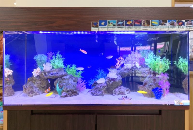 幼稚園のエントランス 120cm海水魚水槽 リース事例 水槽画像3