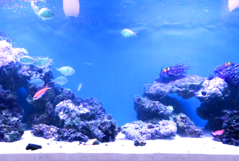 青い背景に岩とサンゴを配置した海水魚水槽の全景