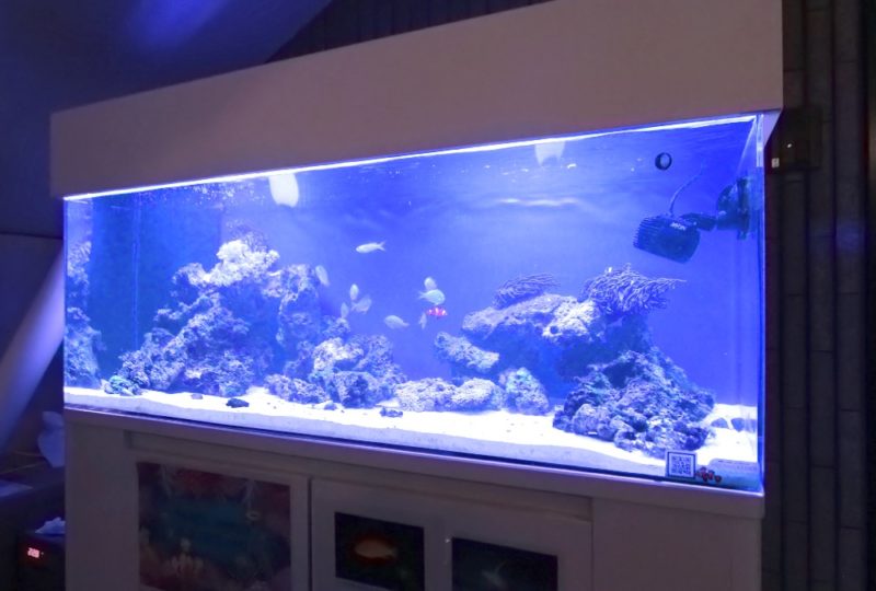 インターナショナルスクール 120cmサンゴ水槽リース事例 その後 水槽画像4