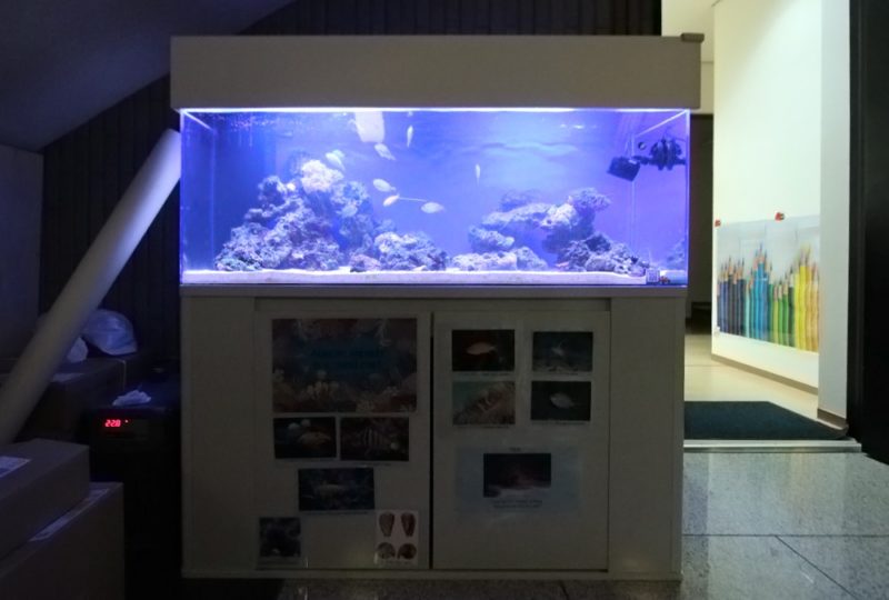 インターナショナルスクール 120cmサンゴ水槽リース事例 その後 水槽画像3