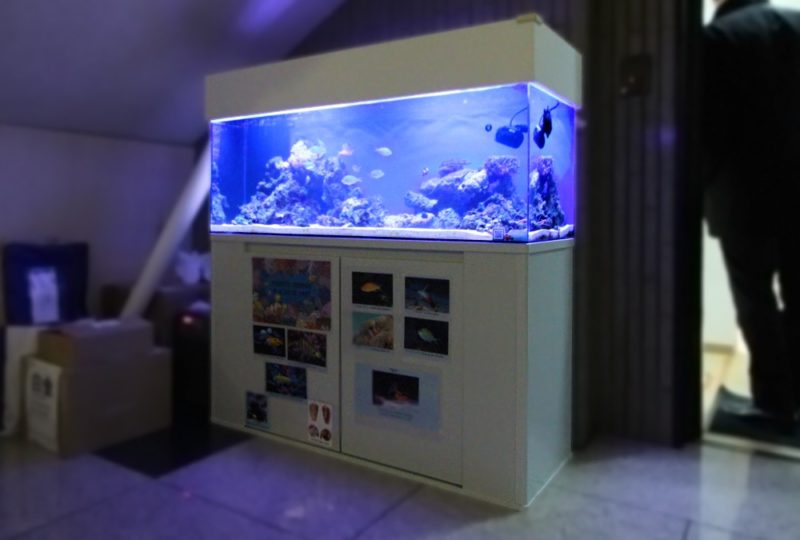 インターナショナルスクール 120cmサンゴ水槽リース事例 その後 水槽画像2